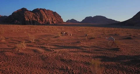 Aerial drone fly over Middle East Southern Jordan Wadi Rum Camels Desert Stock Footage 100362139