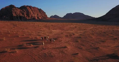 Aerial drone fly over Middle East Southern Jordan Wadi Rum Camels Desert Stock Footage 100362166