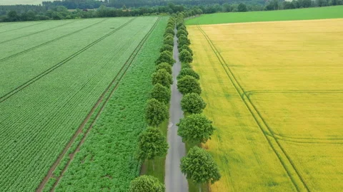 Aerial drone fly view of blooming rapeseed field and green crops. Stock Footage 164907908