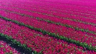 Aerial Drone Flying And Turning Left Over Beautiful Bright Pink Tulip Field 4K Stock Footage