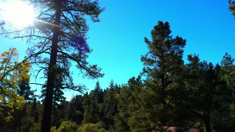 Aerial: Drone Flying Backward Over Gazebo And Tent Amidst Green Trees In Stock Footage 244010412