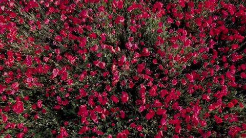 Aerial drone flying backwards over a red poppy field in bloom Stock Footage 343693293