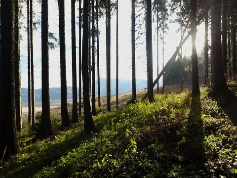 Aerial Drone Flying between the Trees Stockbeeldmateriaal 75166879