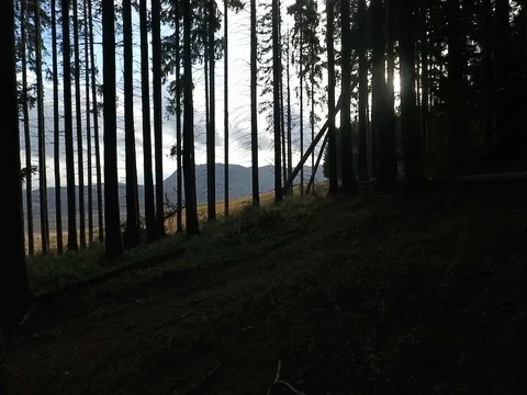 Aerial Drone Flying between the Trees and sunlight Stockbeeldmateriaal 75167008