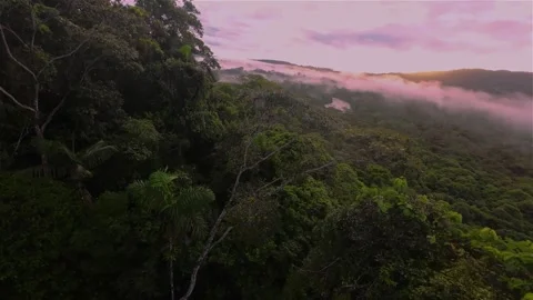 Aerial drone flying fast over and thru JUNGLE CANOPY DARK RAINFOREST MISTS Stock Footage 250354832
