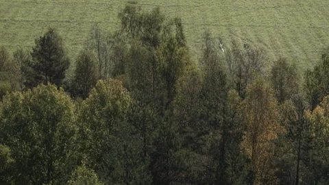 Aerial drone flying forward from forest to field Sweden autumn Stock Footage 325082749