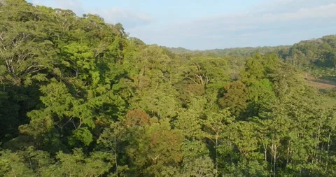 Aerial Drone Flying Forward Over A River Winding Through A Rainforest Valley Stock Footage 277079892