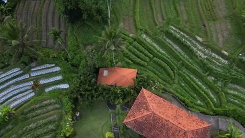 Aerial Drone Flying Forward Over Resort Area Over River and Green Field in Bali Vidéo 327121250
