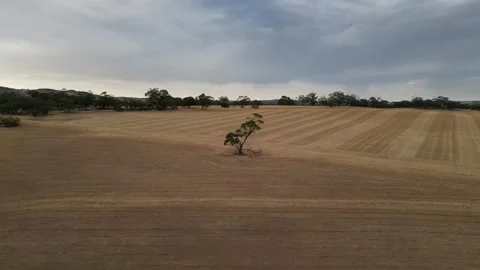 Aerial Drone Flying Forward Over Dry Drought Yellow Farmland In Rural Area Video Stock Footage 328086247