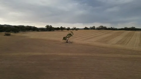 Aerial Drone Flying Forward Over Dry Drought Yellow Farmland in Rural Area Stock Footage 333373208