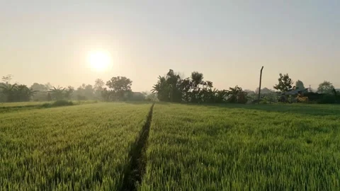 Aerial drone flying forward over lush green rice fields at beautiful sunrise. Stock Footage 341540073