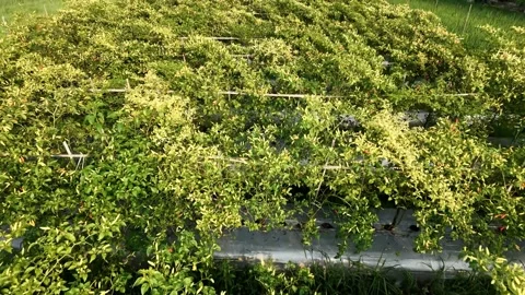 Aerial drone flying forward over lush chili pepper plantation. Stock-Footage 341658651