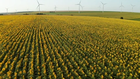 Aerial drone flying high speed backward agricultural field yellow sunflowers Stock Footage 119034787