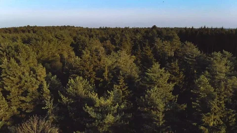 Aerial Drone Flying Low Over Forest Trees At Sunset 스톡 동영상 106208947