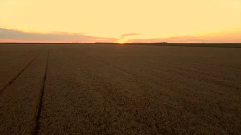 Aerial Drone: Flying low over golden wheat field climb to reveal sunset sunrise Stock Footage