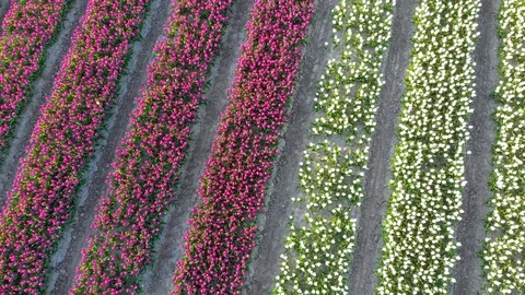 Aerial drone flying over beautiful colored tulip field in Netherlands. Drone vie Stock Footage 128498853