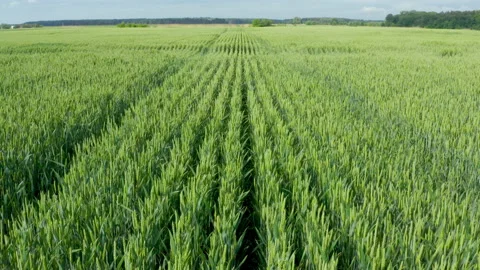 Aerial drone flying over close to surface field of wheat Stock Footage 131689936