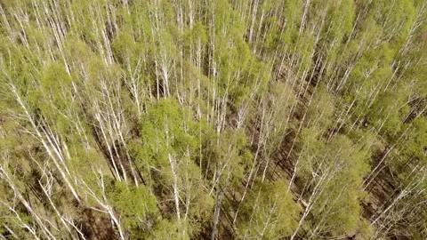 Aerial drone flying over consequences of forest fire. Recovery of the Stock Footage 154400009