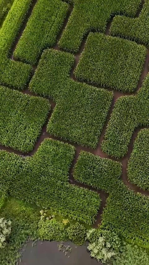Aerial drone flying over corn maze Video stock 327111482