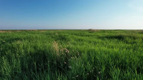 Aerial drone flying over dense grass on the coast. Stock Footage 198961029