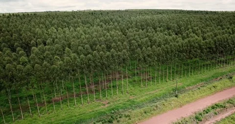 Aerial drone flying over eucalyptus tree plantation in Paraguay Stock Footage 333969444