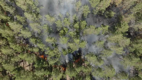 Aerial drone flying over forest fire. Stock Footage 139959344