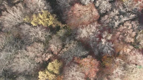 Aerial drone flying over a forest during winter Stock Footage 166144180