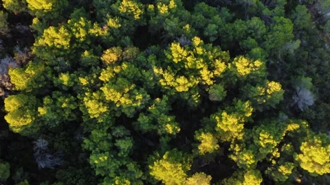 Aerial drone flying over lush green forest canopy at sunset Stockbeeldmateriaal 340182285