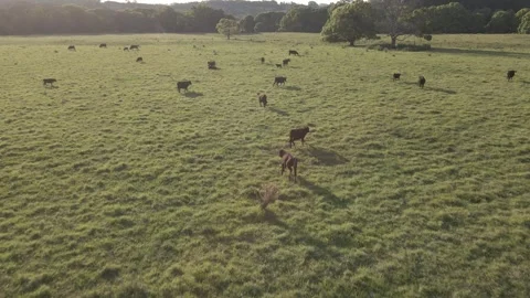 Aerial Drone Flying Over Paddock of Cows in Green Pasture Fridas Field 스톡 동영상 304483772
