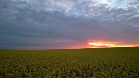 Aerial Drone Flying over Rape at Sunset Vidéo 289670216