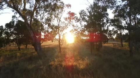 Aerial Drone flying Over Trees at Sunrise in the Countryside Australia 스톡 동영상 304850526