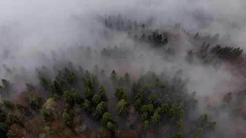 Aerial drone flying pointing down at foggy creepy mountain pine forest Stock Footage 107868643