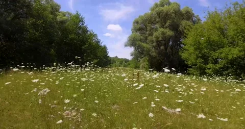 Aerial drone flying through grass and wildflowers. Flying over grass and meadow 動画素材 155682699