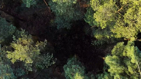 Aerial Drone Flying Up Through Trees &amp; Forest At Sunset 스톡 동영상 106208951