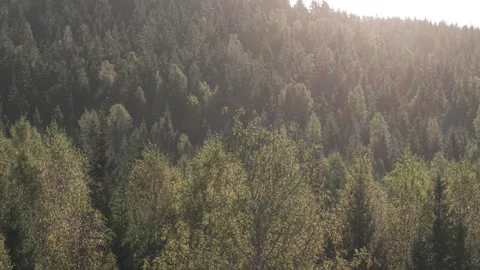 Aerial drone flying towards tree top where bird takes off Stock Footage 325081924