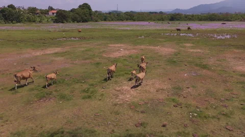 Aerial Drone Flyover of Cows Running Across Marsh Wetland Stock Footage 344863375