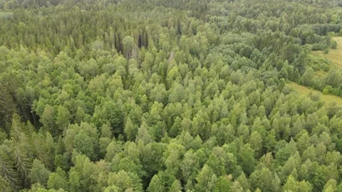 Aerial drone flyover of dense green forest canopy Stock Footage 338094899