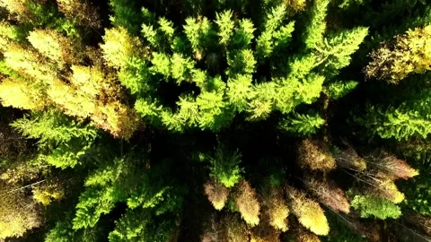Aerial Drone Flyover, Down-View of Dense Nordic Forest, Midwestern U. S. Stock Footage 155893286
