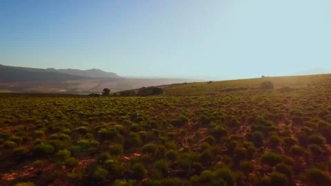 Aerial drone flyover of fields of rooibos Stock Footage 242011540