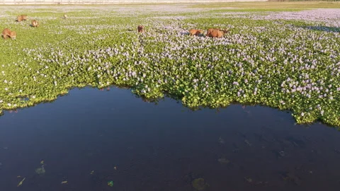 Aerial Drone Flyover of Marsh Pond With Grazing Cows Stock Footage 344872747