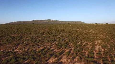 Aerial drone flyover of rooibos fields Stock Footage 242011406