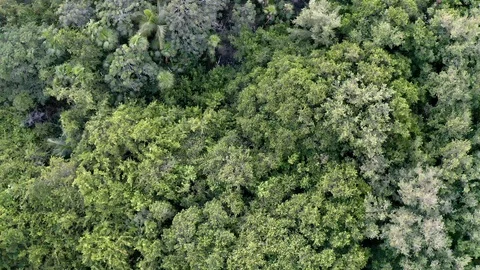 Aerial drone flyover of thick jungle rain forest canopy Stock Footage 124131006