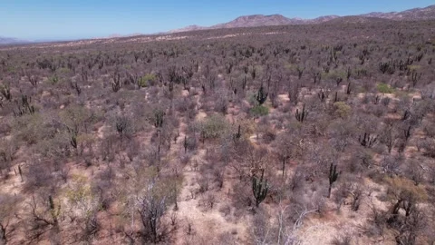 Aerial Drone Flyover of Vast Cactus Desert in Baja California Sur, Mexico Stock Footage 340429017