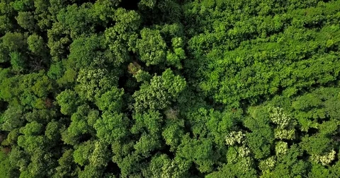 Aerial Drone Flyover View Of Large Green Forest In Summer Stock Footage