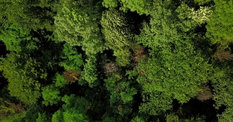 Aerial Drone Flyover View Of Large Green Forest In Summer Stock Footage 77000590