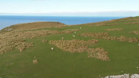 Aerial Drone Flyover View of Sheep Grazing on the Hills of Ireland Stock Footage 340762014