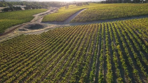 Aerial Drone Flyover of Winery Grapevine Vineyard Rows in Sunset Landscape Stock Footage 171924174