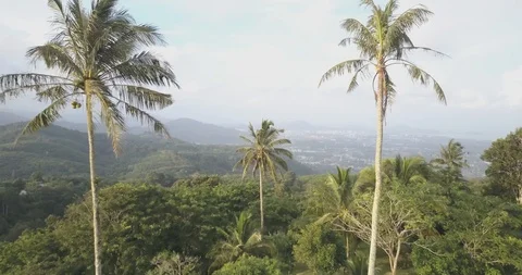 Aerial Drone flys through palm trees, and reveals Phuket, Thailand Stock Footage 92920980