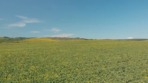Aerial drone footage above sunflower harvesting Stock Footage