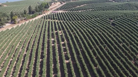 Aerial Drone Footage- Agriculture Olives Production Stock Footage